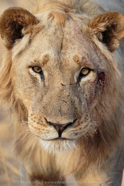 Wildlife image on photo safari with edward selfe in south luangwa national park.