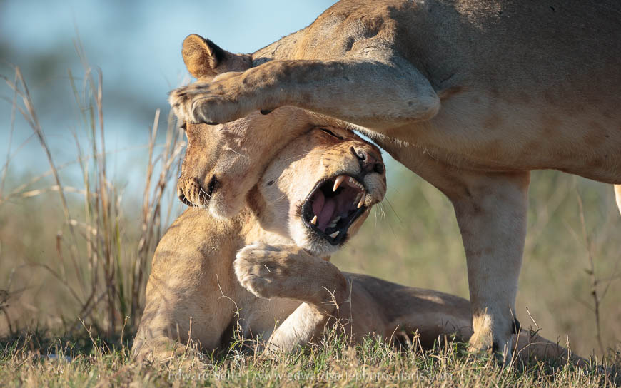 Lions greet on photo safari in south luangwa national park.