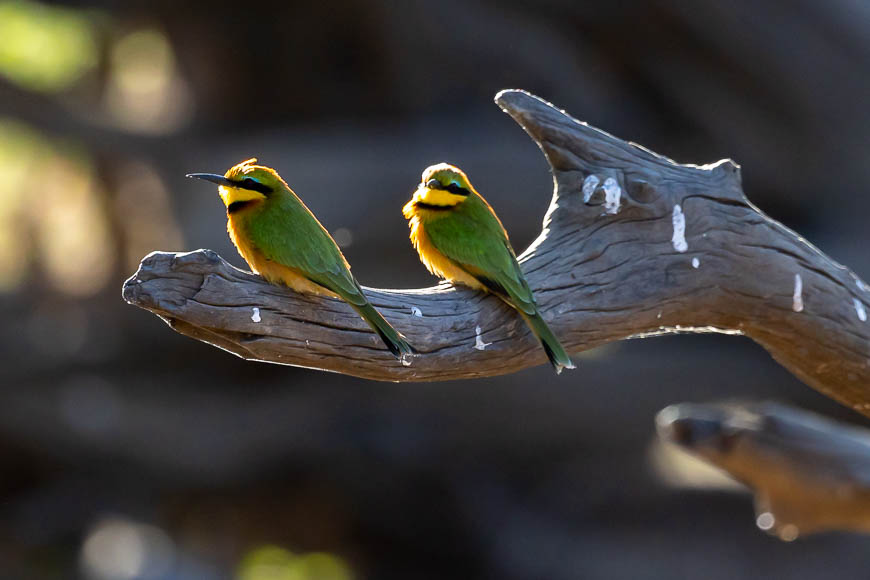 Images of wildlife from photo safari with edward selfe in south luangwa.
