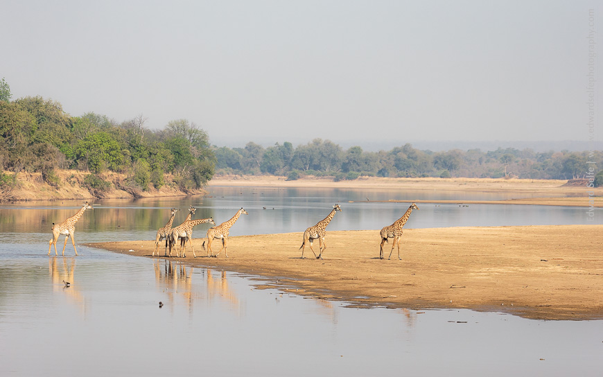 Giraffes cross the river in the crisp morning sunlight of a South Luangwa morning.
