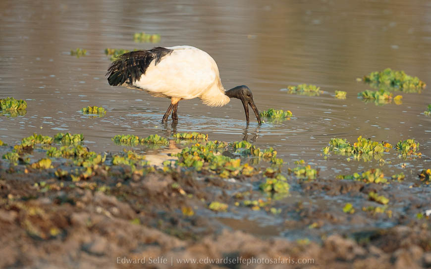Wildlife image from photo safari with edward selfe in south luangwa national park.
