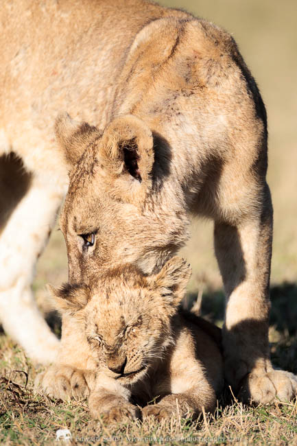 A lioness picks up her cub on safari in South Luangwa National Park.