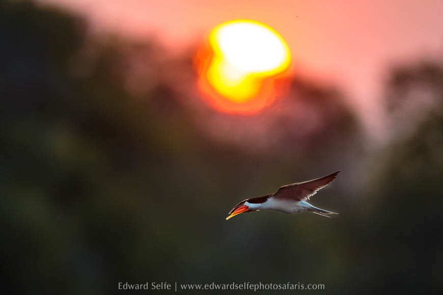 Wildlife image from a photo safari with edward selfe.
