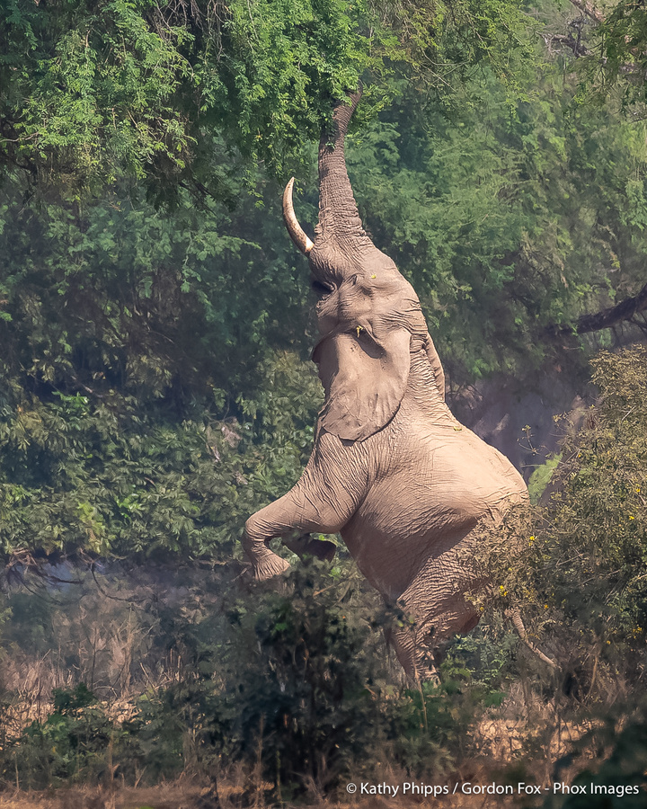Image from pan-zambia photo safari by phox images