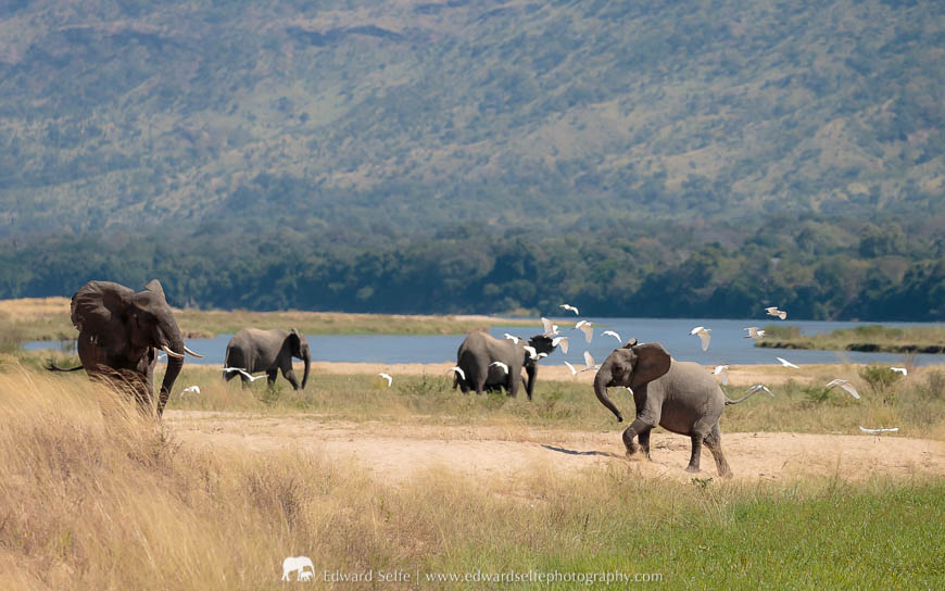 Elephants feeding along the river bank in Mana Pools National Park.