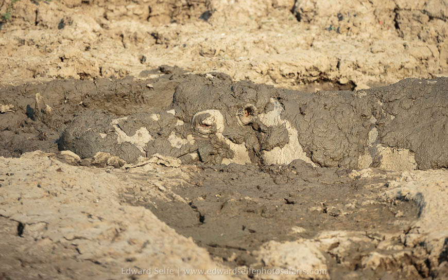 Wildlife image on photo safari with edward selfe in south luangwa national park.