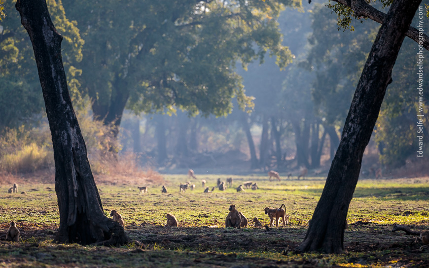 Baboons feeding in the ebony groves of the South Luangwa National Park.