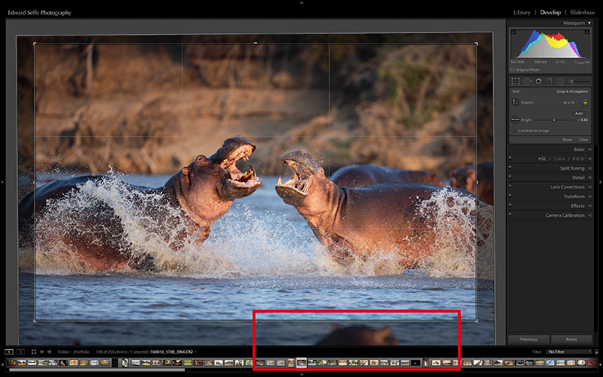 Cropping an image of hippos fighting to remove a distracting hippo head in the foreground.