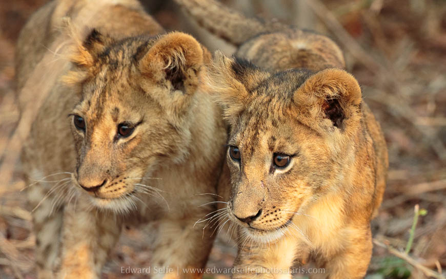 Wildlife image from photo safari with edward selfe in south luangwa national park.