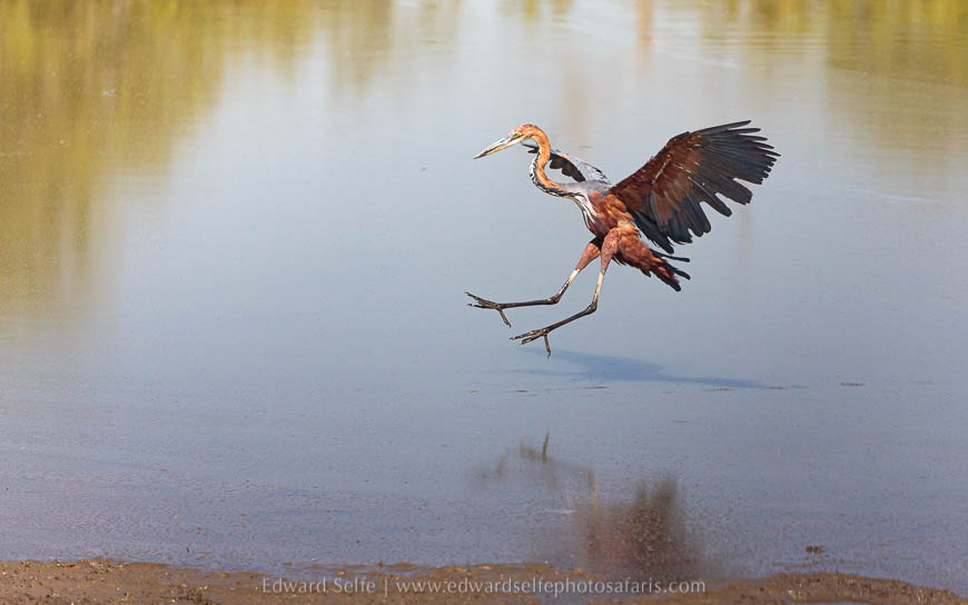 Wildlife image from photo safari with edward selfe in south luangwa national park.