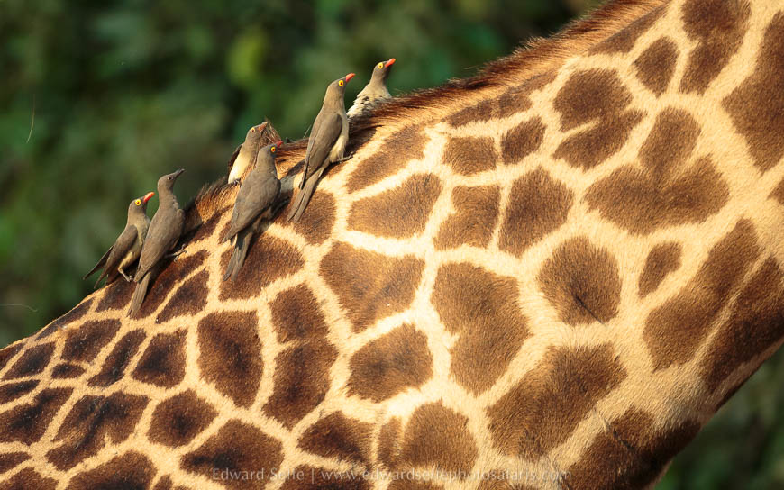 Wildlife image from photo safari with edward selfe in south luangwa national park.