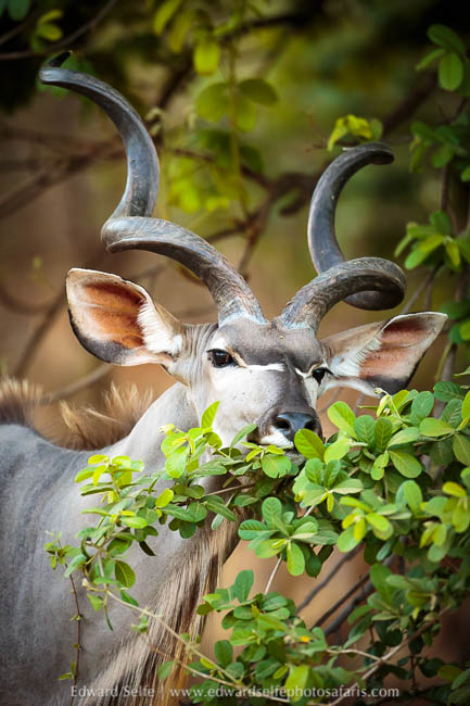 Wildlife image from photo safari with edward selfe.