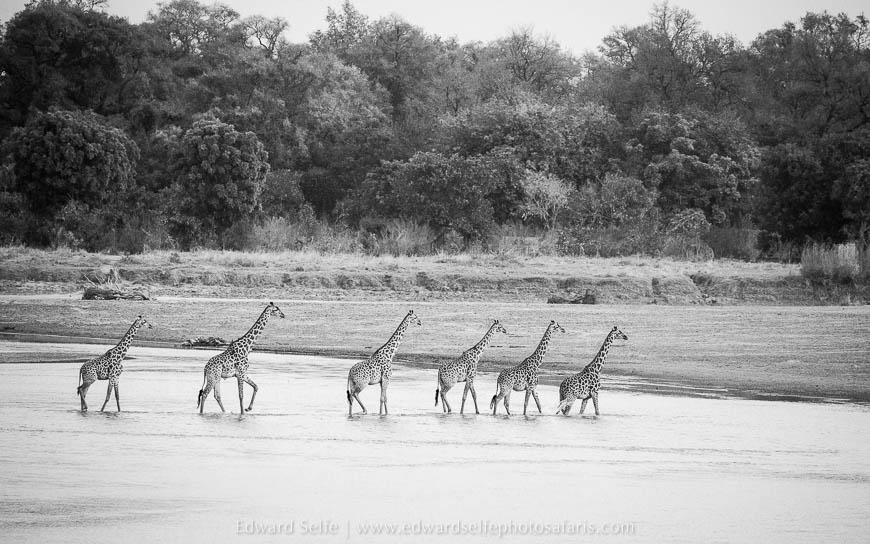 Wildlife image from photo safari with edward selfe in south luangwa national park.