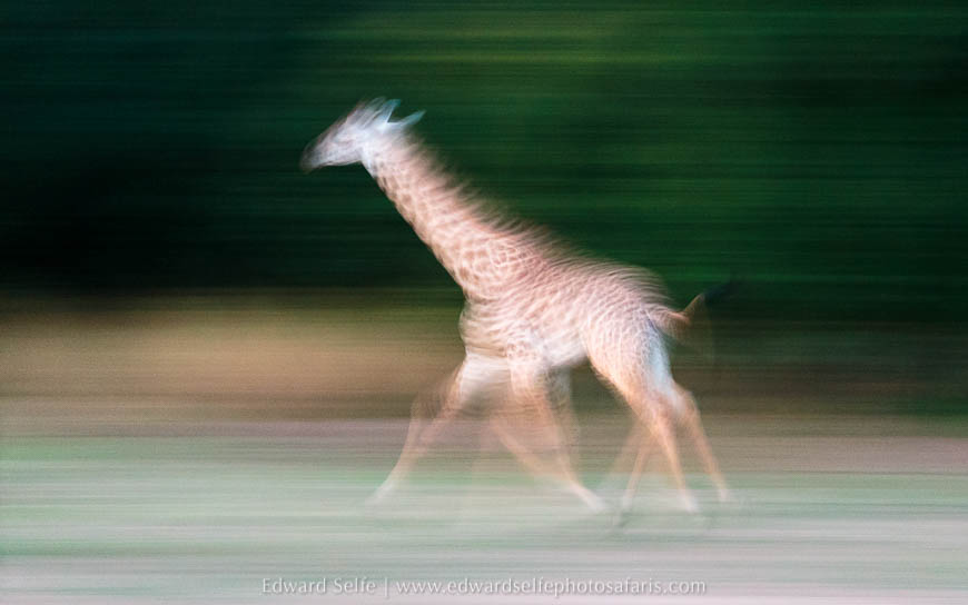 Wildlife image from photo safari with edward selfe in south luangwa national park.