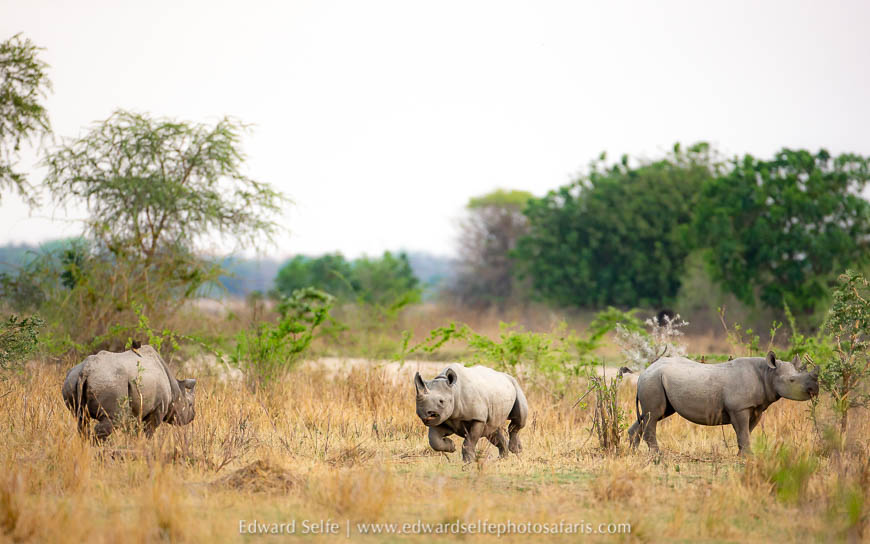 Wildlife image from photo safari with edward selfe.