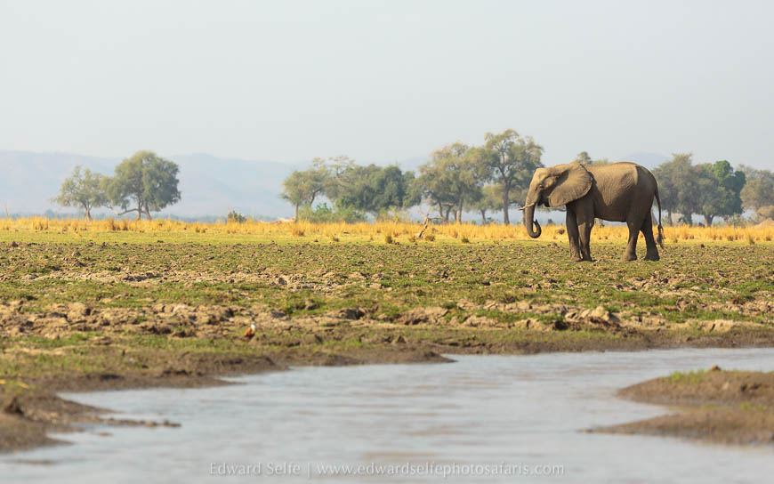 Wildlife image from photo safari with edward selfe safaris.