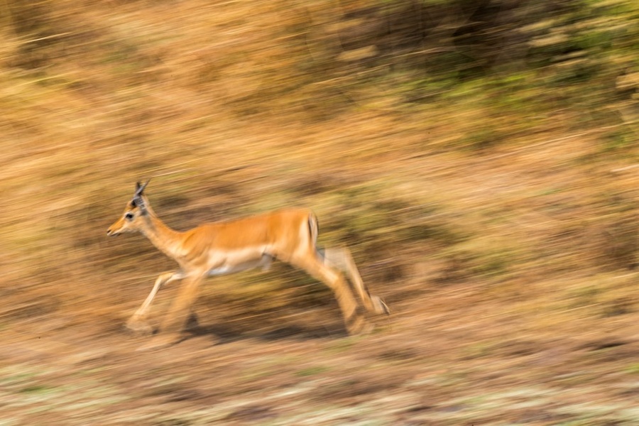 Running impala with blurred legs in South Luangwa National Park