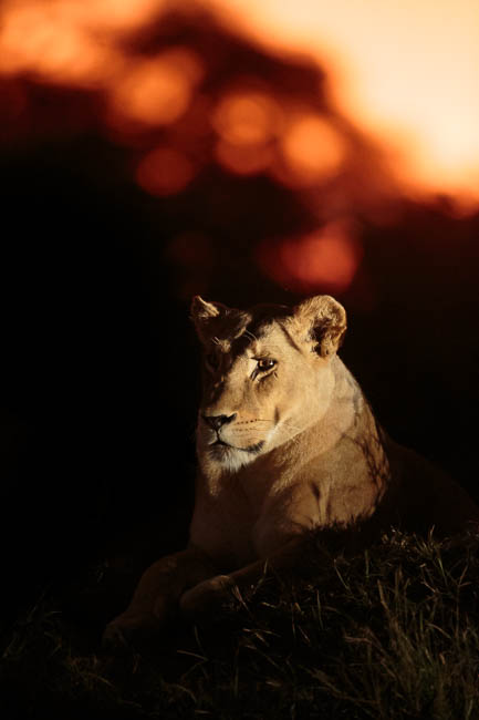 Images of wildlife from photo safari with edward selfe