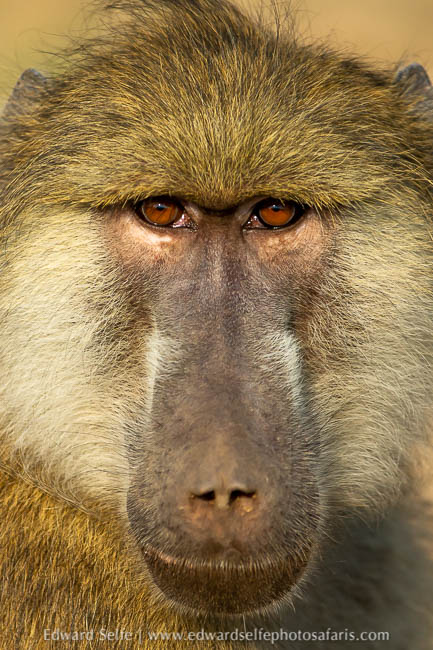 Wildlife image from photo safari with edward selfe.