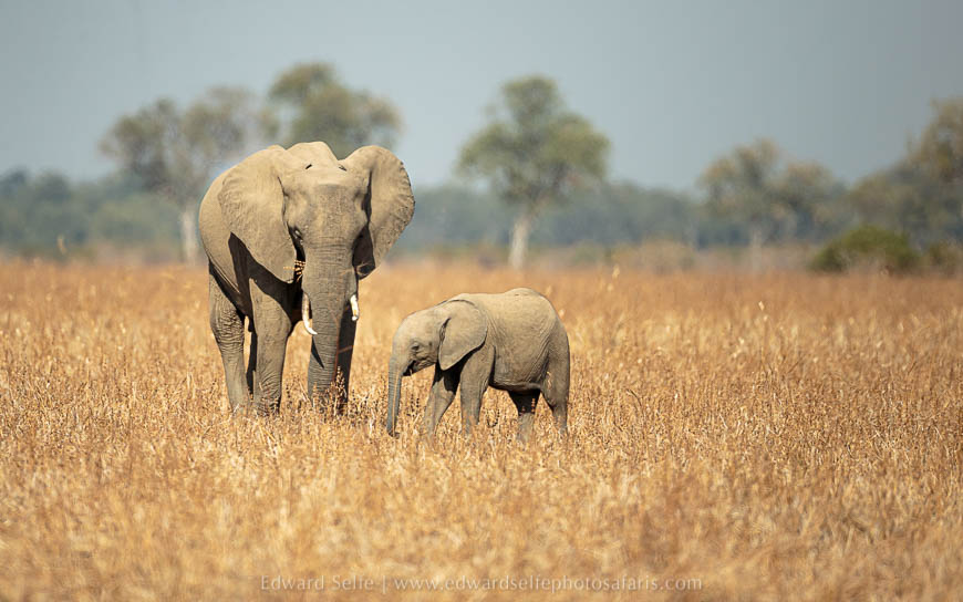Wildlife image from photo safari with edward selfe in south luangwa national park.