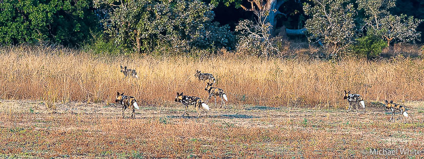 Mike white’s image of wildlife from photo safari with edward selfe in zambia.