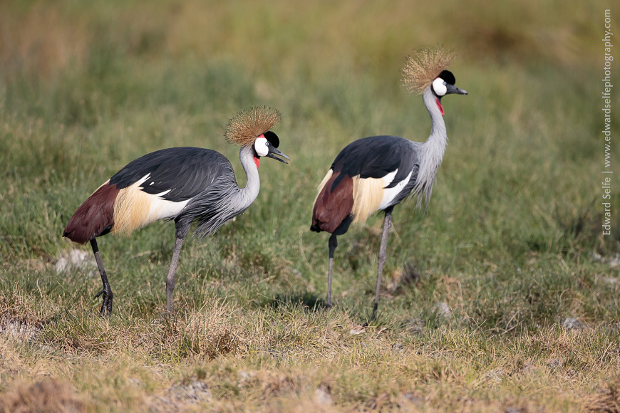 A beautiful pair of Crowned Cranes in the soft green suroundings of Nsefus Salt Pans.