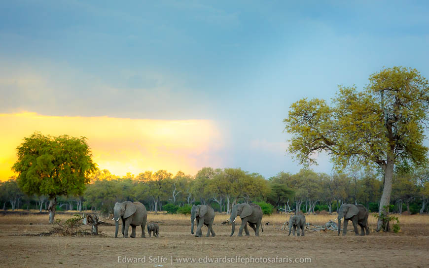 Wildlife image from a photo safari with edward selfe.