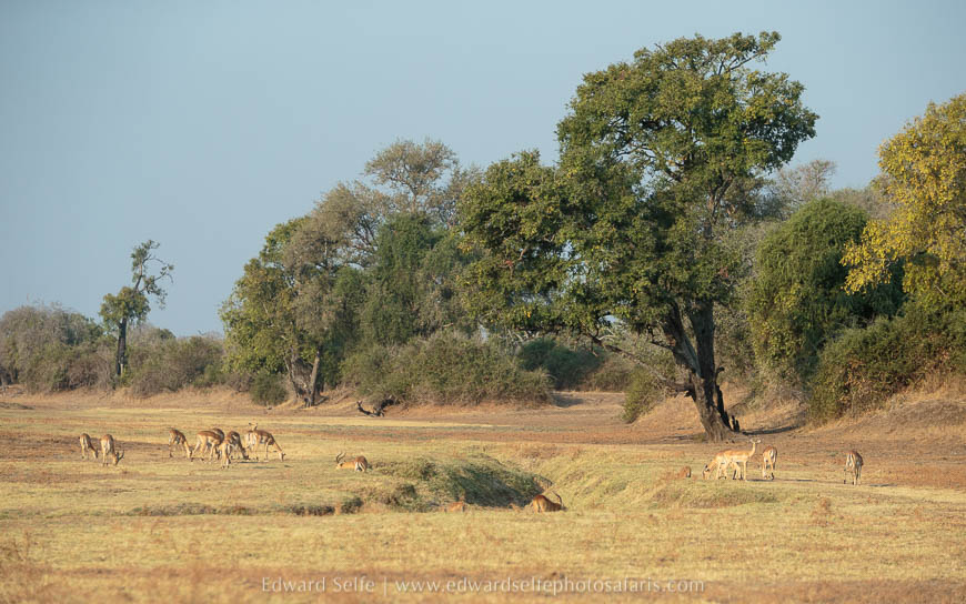 Peaceful scene of impalas grazing on photo safari with edward selfe in south luangwa national park.