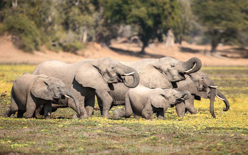 Elephants quench their thirsts on photo safari with edward selfe in south luangwa national park.