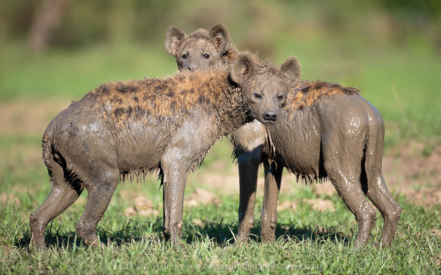 Wildlife image from photo safari with edward selfe.