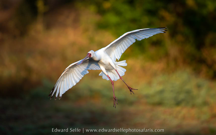 Wildlife image from photo safari with edward selfe.