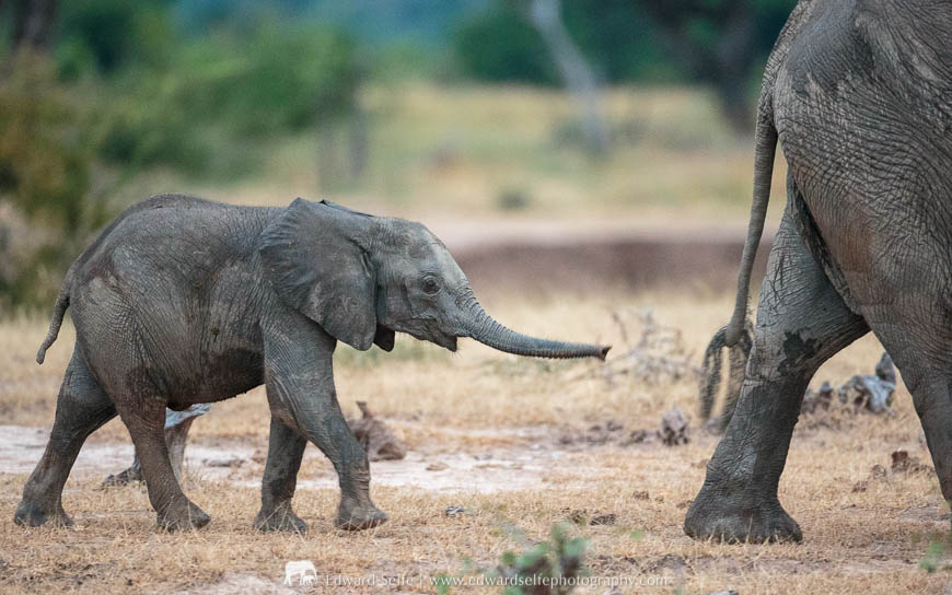A young elephant follows his mother in South Luangwa National Park.