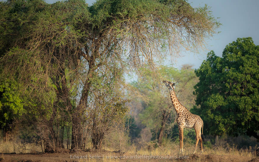 Wildlife image from photo safari with edward selfe in south luangwa national park.