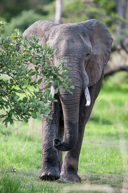 Wildlife image from photo safari with edward selfe in south luangwa national park.