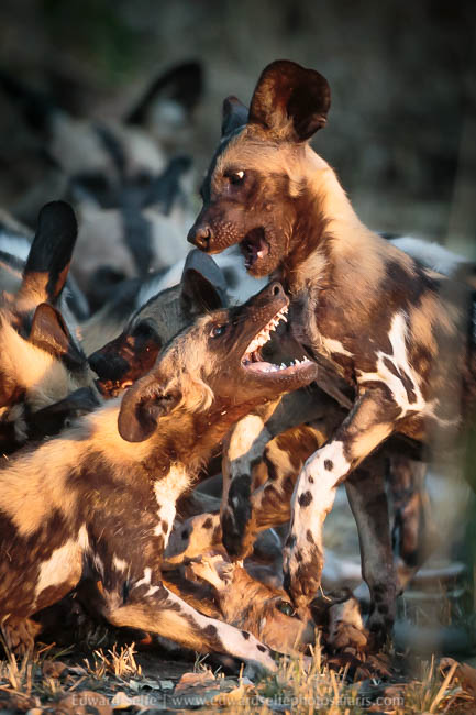 Wildlife image from a photo safari with edward selfe.