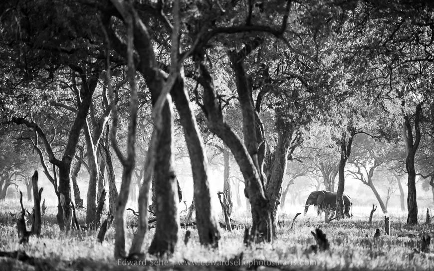 Wildlife image from photo safari with edward selfe.