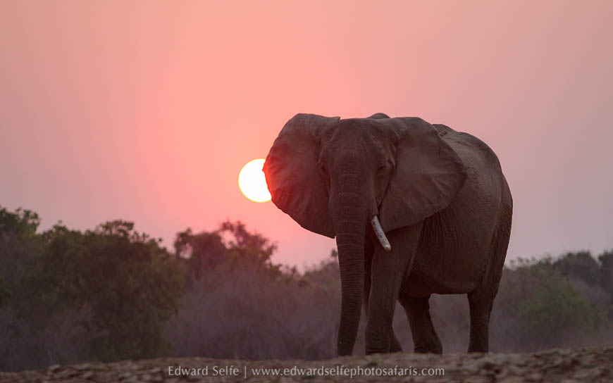 Wildlife image from photo safari with edward selfe.