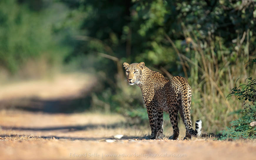Wildlife image from photo safari with edward selfe.