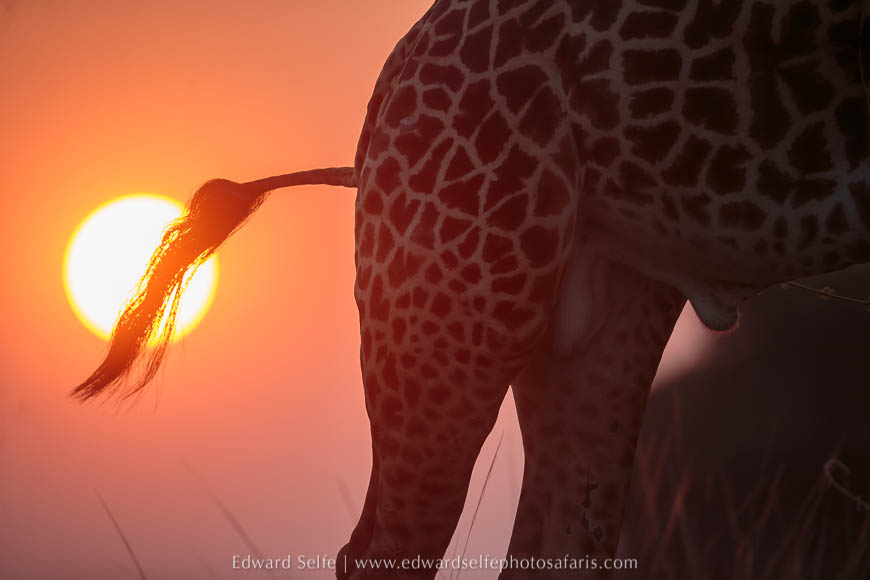 Wildlife image from a photo safari with edward selfe.