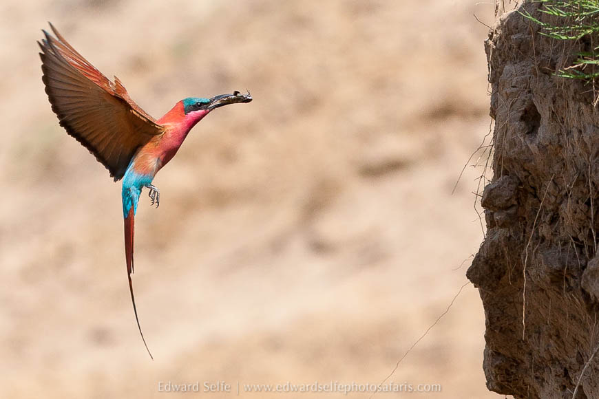 Wildlife image from photo safari with edward selfe in south luangwa national park.
