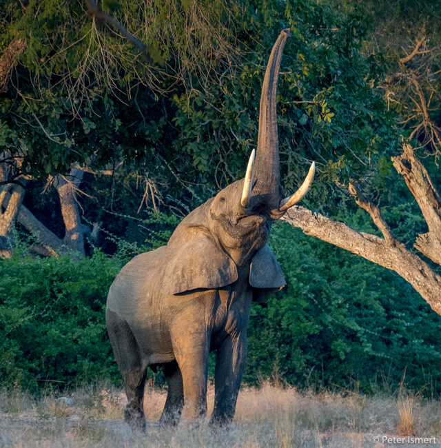 An elephant reaches for foliage in South Luangwa National Park.