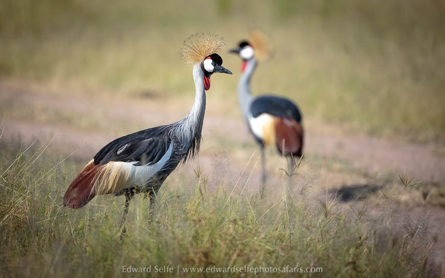 Wildlife image from photo safari in south luangwa with edward selfe.
