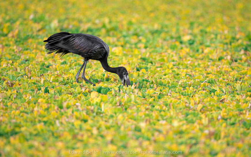 Wildlife image from photo safari with edward selfe.