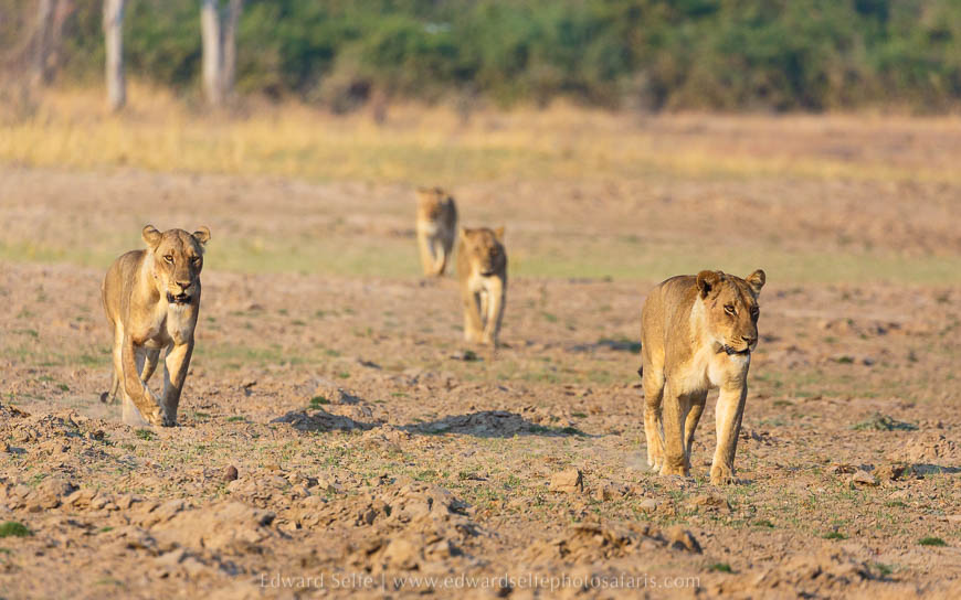 Wildlife image from photo safari with edward selfe in south luangwa national park.