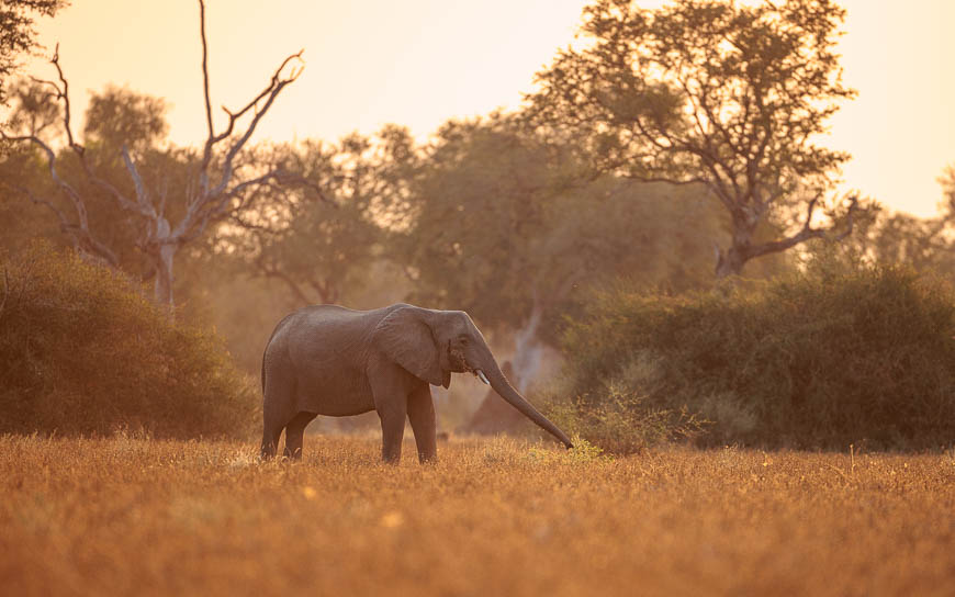 Images of wildlife from photo safari with edward selfe in the nsefu sector.