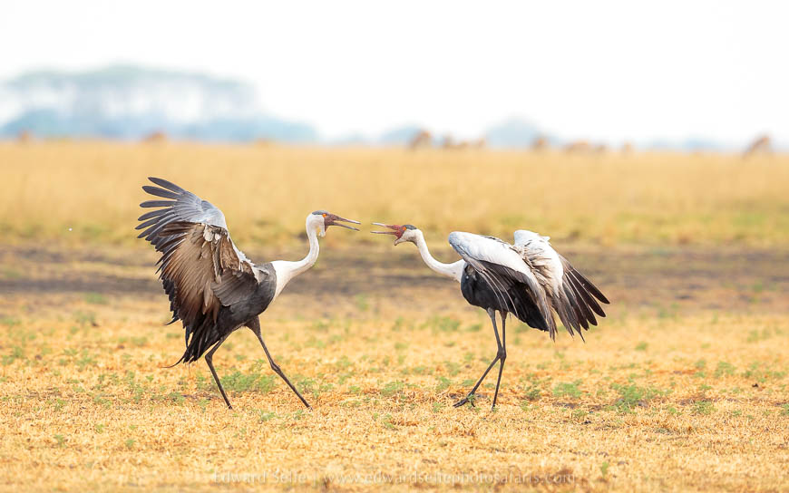 Wildlife image from photo safari with edward selfe safaris.