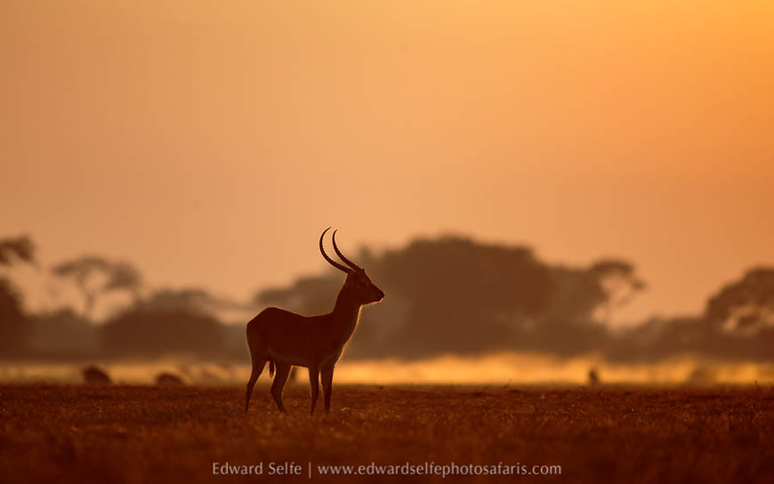Wildlife image from photo safari with edward selfe.