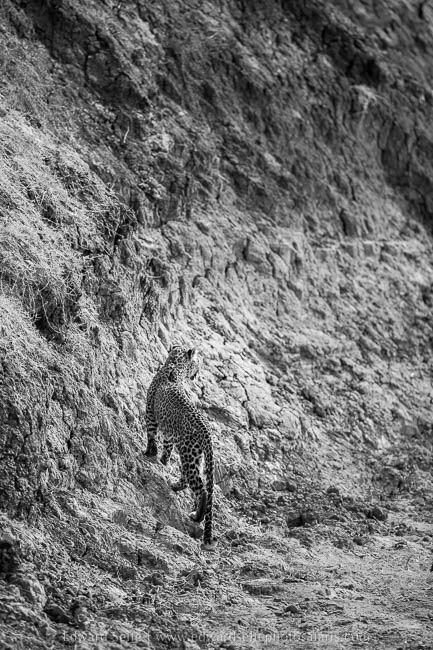 Wildlife image from photo safari with edward selfe in south luangwa national park.