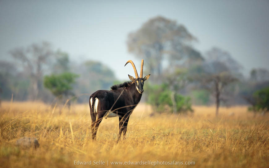 Wildlife image from a photo safari with edward selfe.