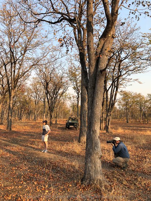 Wildlife image from photo safari with edward selfe in south luangwa national park.